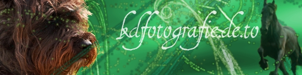 banner.jpeg