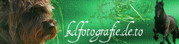 banner2.jpeg