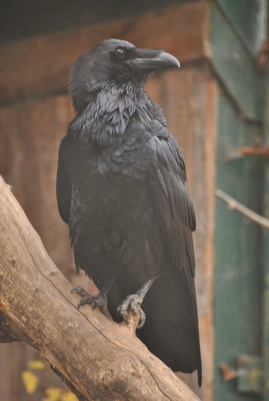 comp_DSC_4753.jpg